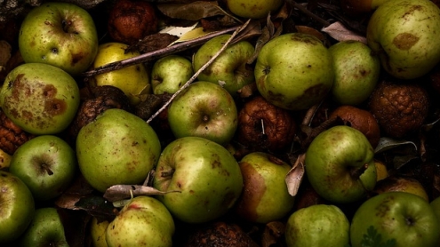 Manzanas podridas por rore