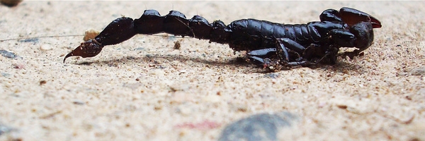 Escorpion por Parafernalica