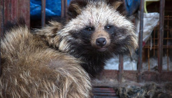 Consideraciones sobre el origen de la pandemia