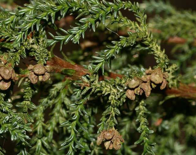 Dependemos de la misma molécula para vivir: una conversación sobre plantas y humanos