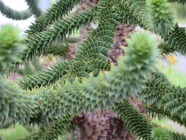 Dependemos de la misma molécula para vivir: una conversación sobre plantas y humanos