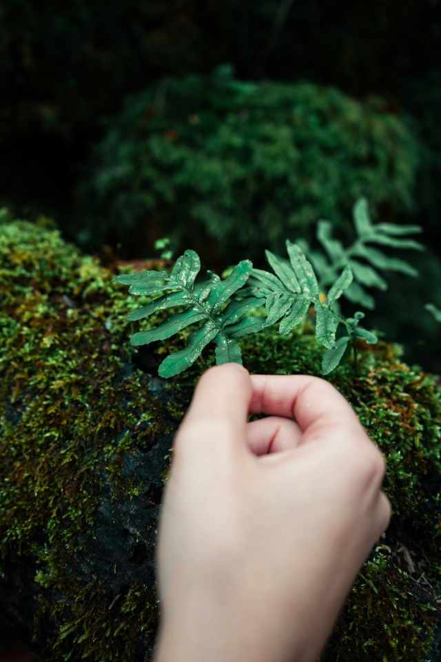 Dependemos de la misma molécula para vivir: una conversación sobre plantas y humanos